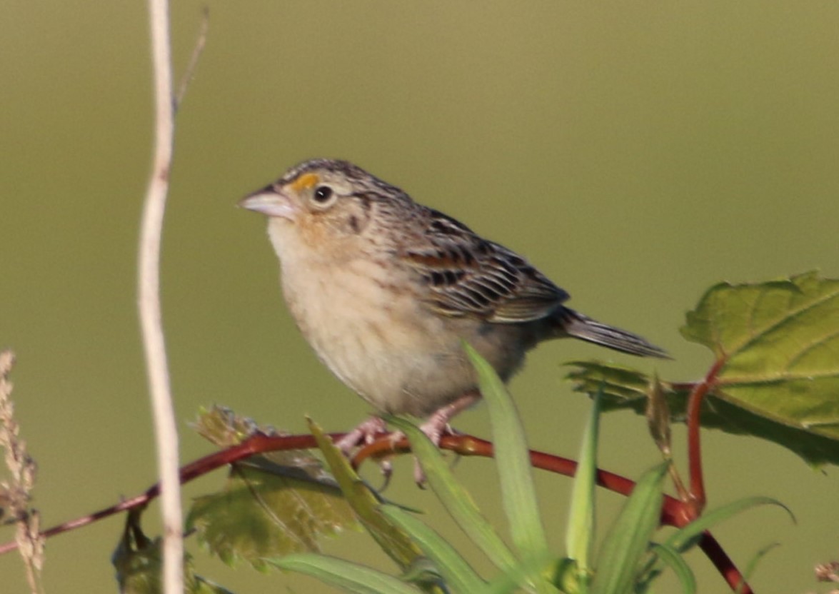 Grasshopper Sparrow - ML620441352