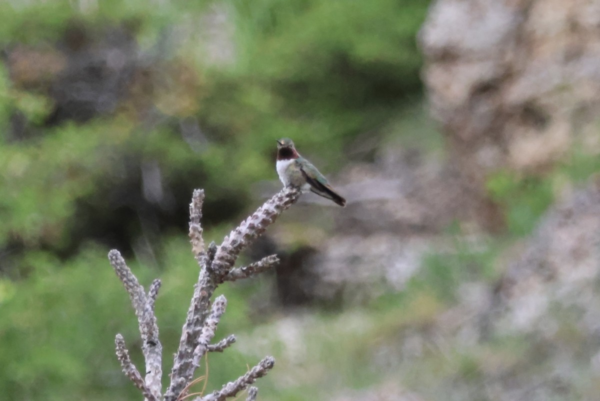 Broad-tailed Hummingbird - ML620441353