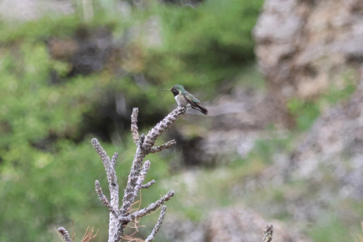 Broad-tailed Hummingbird - ML620441354