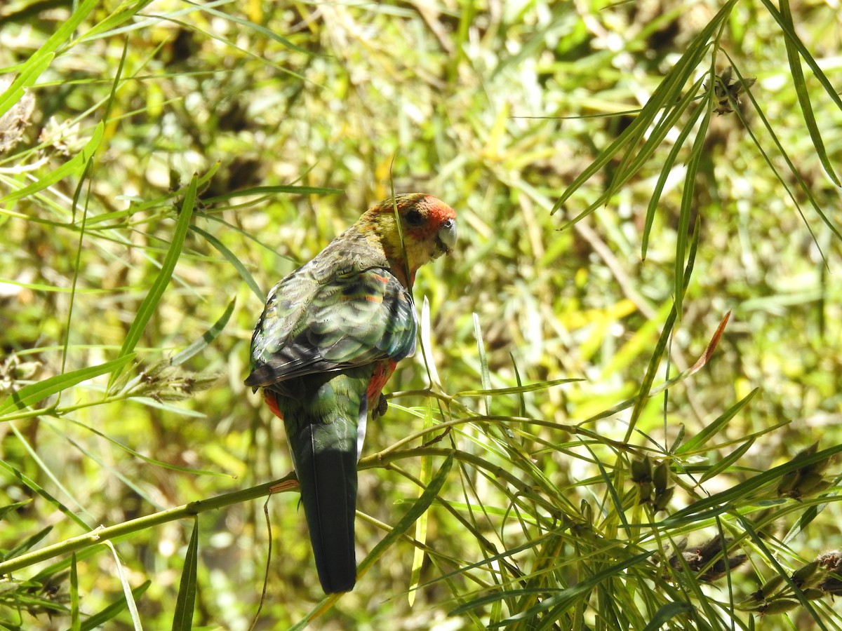 Western Rosella - ML620441357