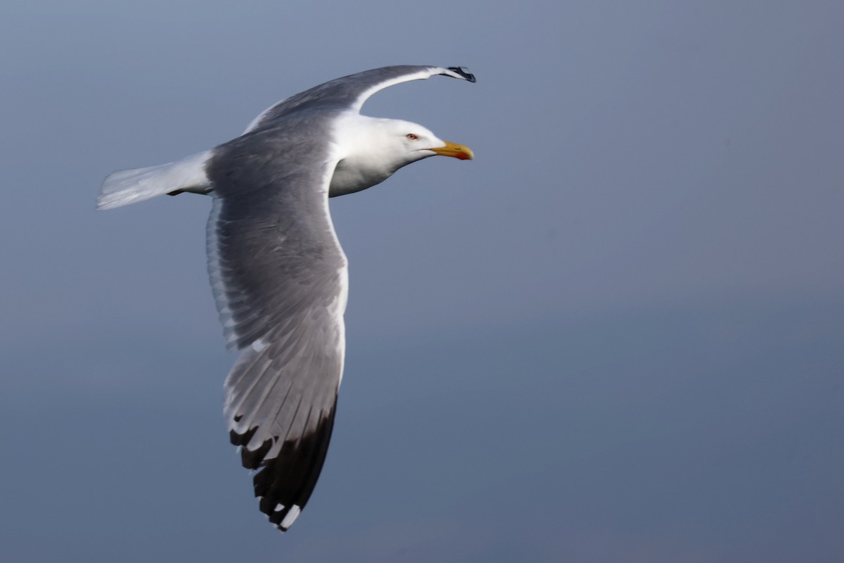 Yellow-legged Gull - ML620441358