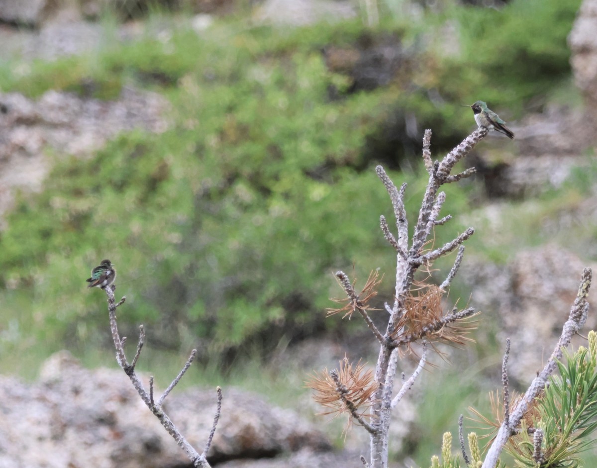 Broad-tailed Hummingbird - ML620441363