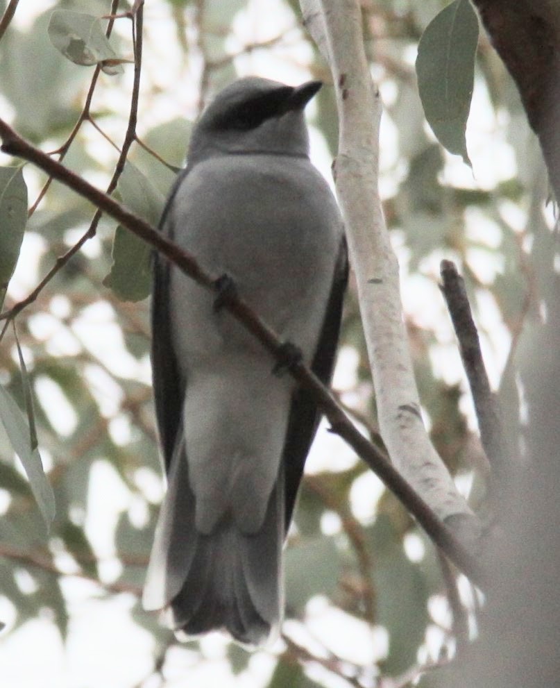 White-bellied Cuckooshrike - ML620441367