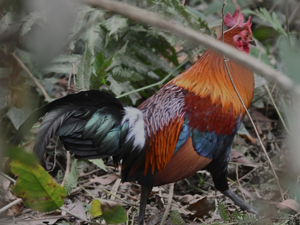 Red Junglefowl - ML620441376