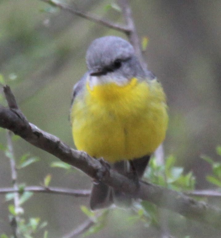 Eastern Yellow Robin - ML620441379