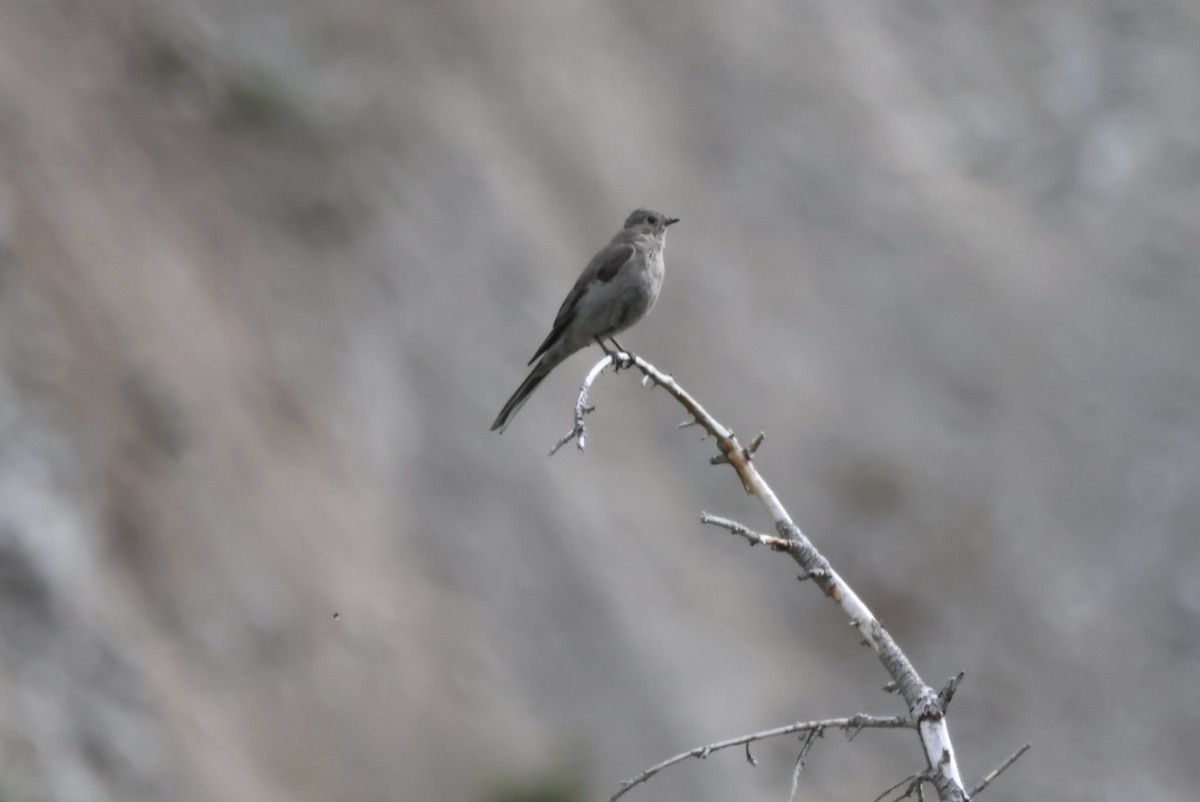 Townsend's Solitaire - ML620441383