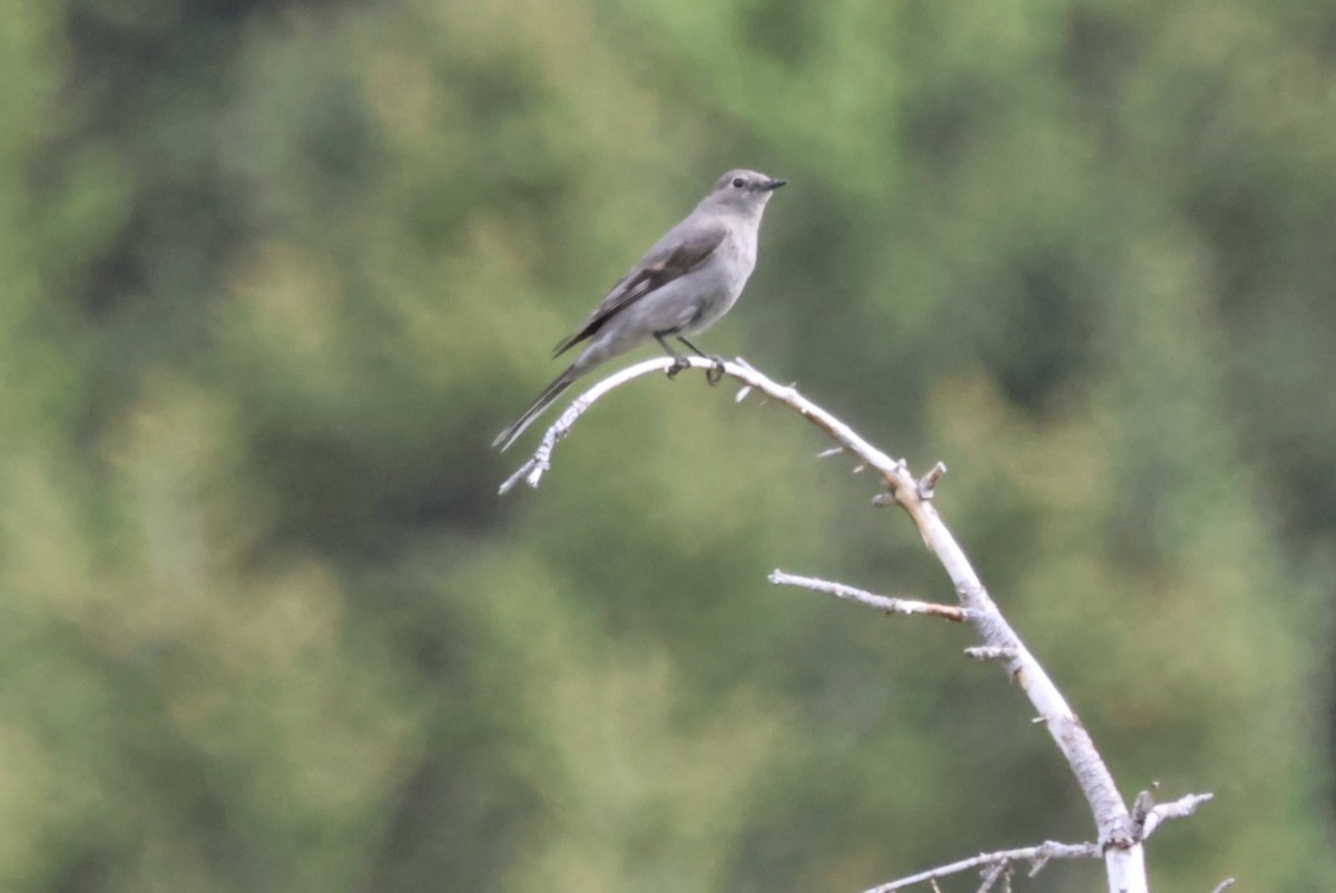 Townsend's Solitaire - ML620441384