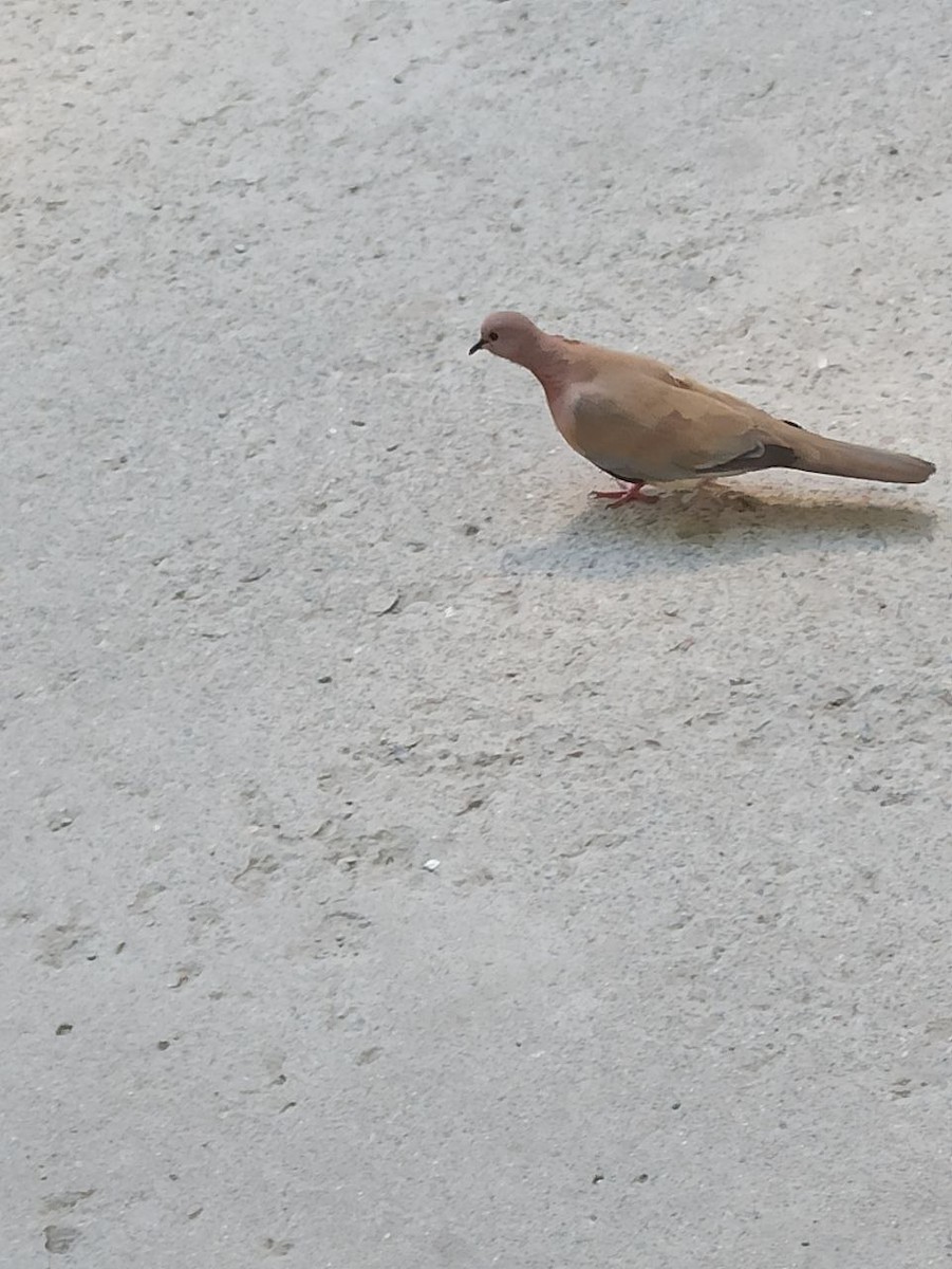 Laughing Dove - ML620441385