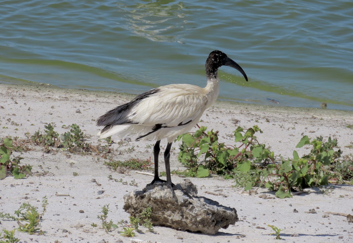 African Sacred Ibis - ML620441389