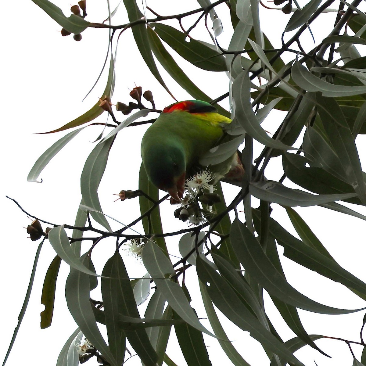 Swift Parrot - ML620441396