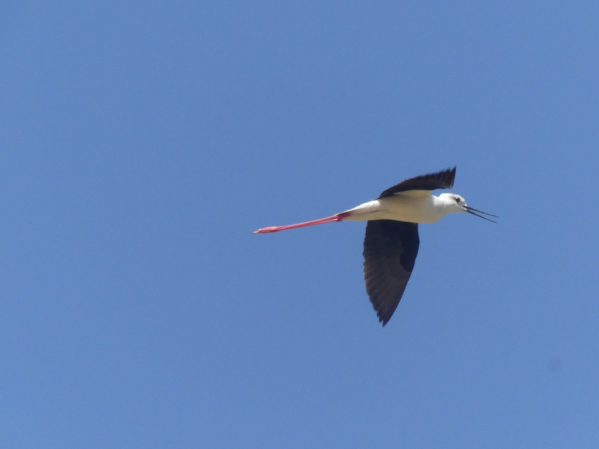 Black-winged Stilt - ML620441407