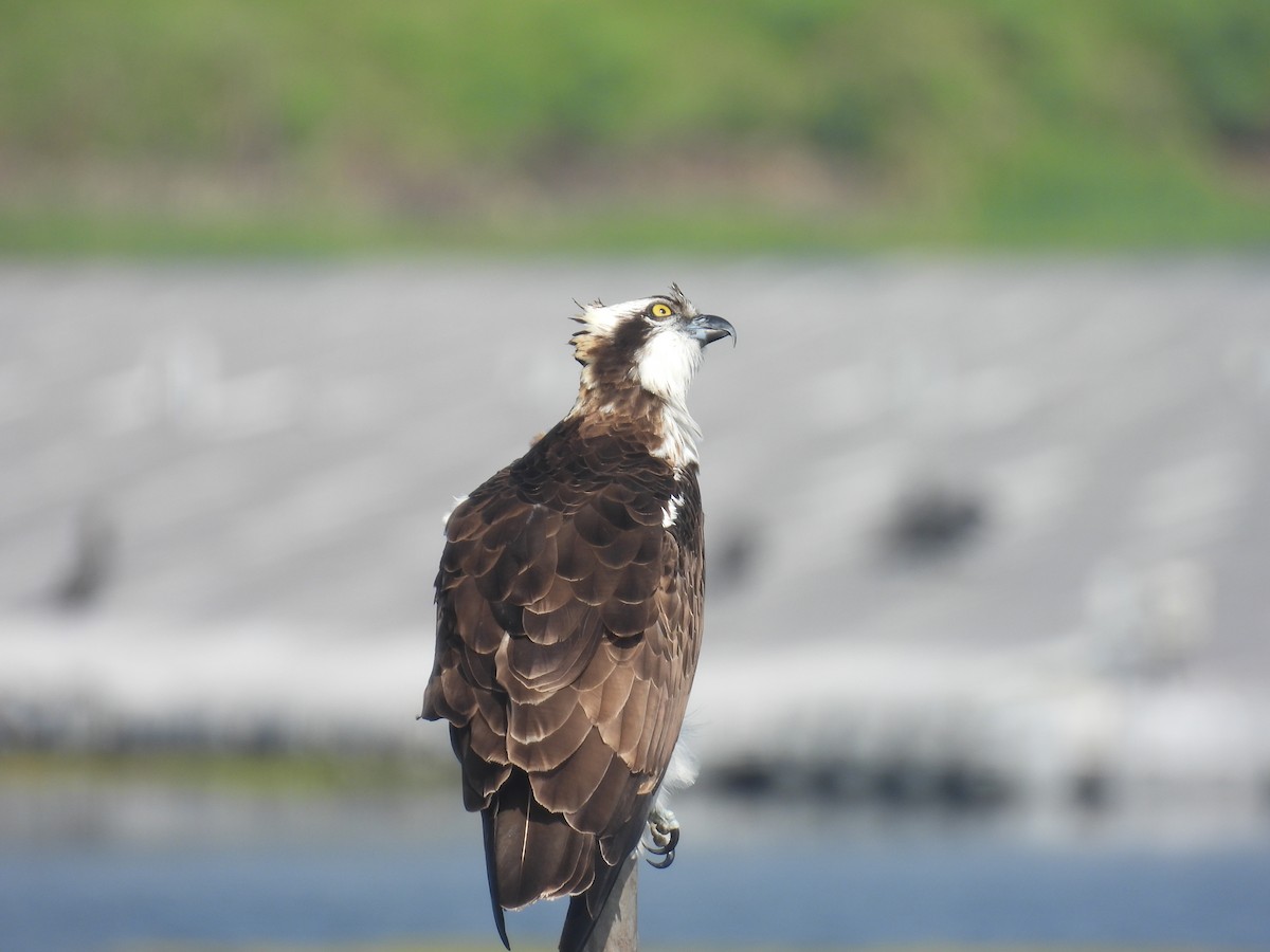 Águila Pescadora - ML620441410