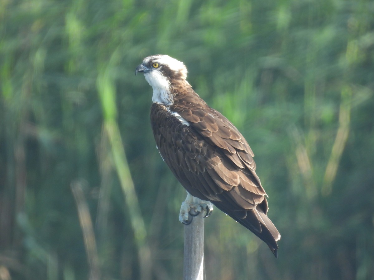 Águila Pescadora - ML620441414