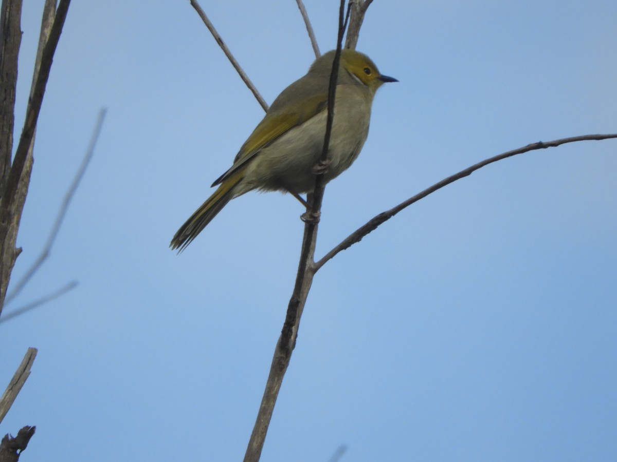 White-plumed Honeyeater - ML620441420