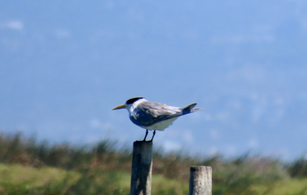 Great Crested Tern - ML620441421