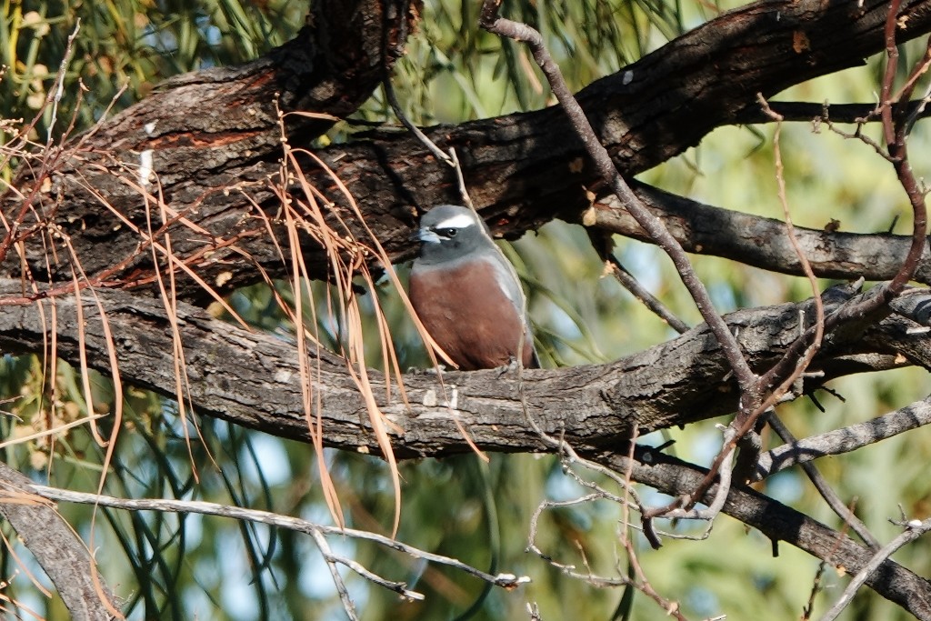 White-browed Woodswallow - ML620441424