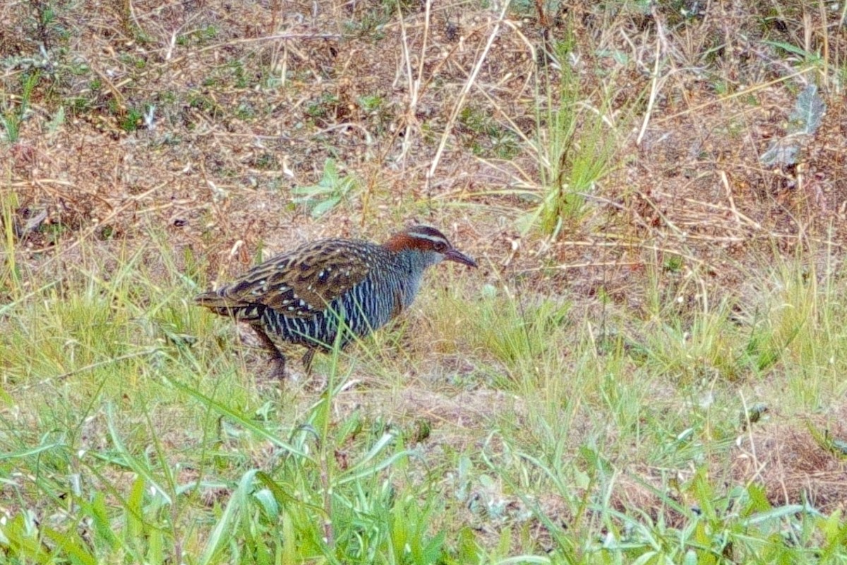 Buff-banded Rail - ML620441427