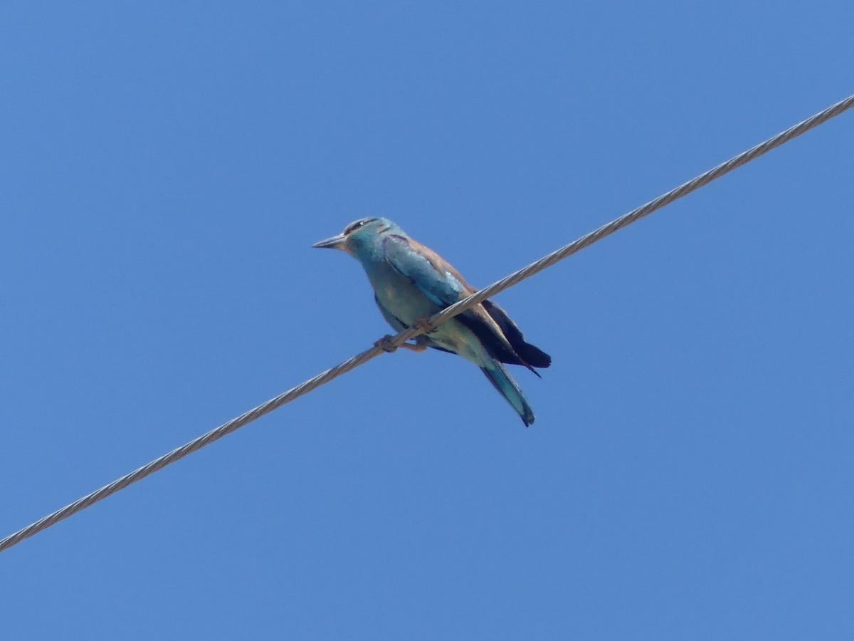 European Roller - ML620441428