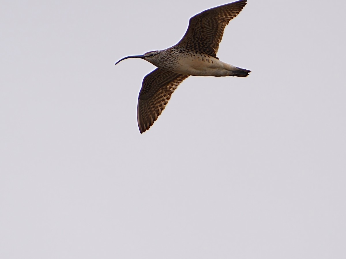 Bristle-thighed Curlew - ML620441429