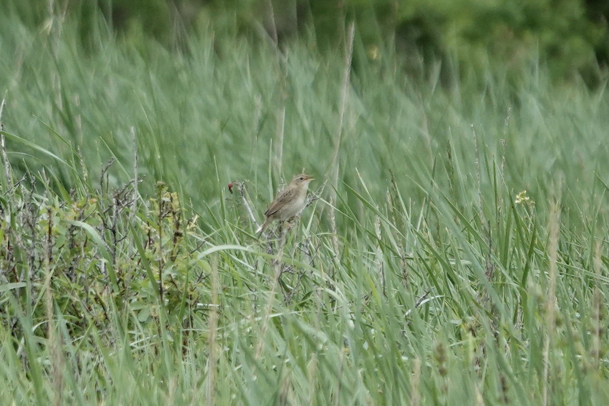 Common Grasshopper Warbler - ML620441442