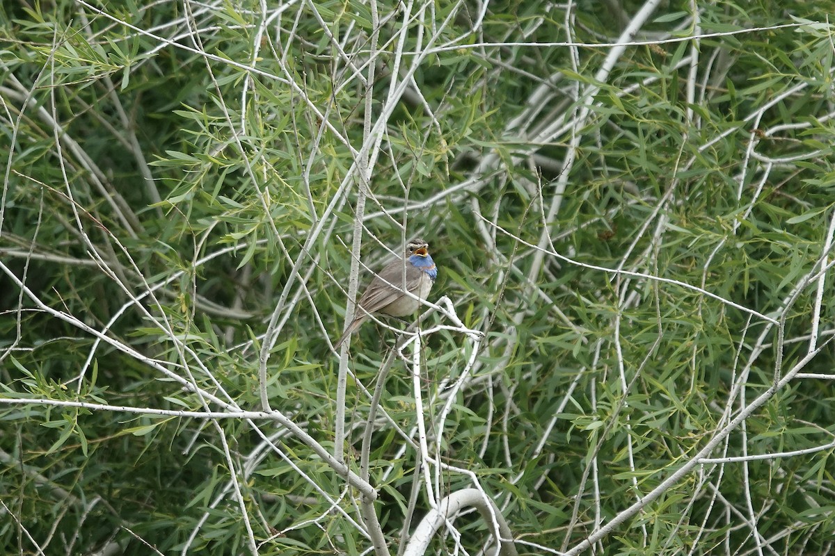 Bluethroat (Red-spotted) - ML620441447