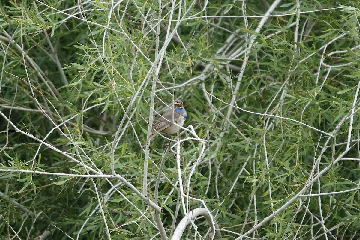 Bluethroat (Red-spotted) - ML620441451