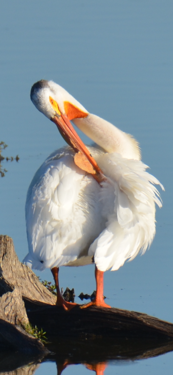 American White Pelican - ML620441452