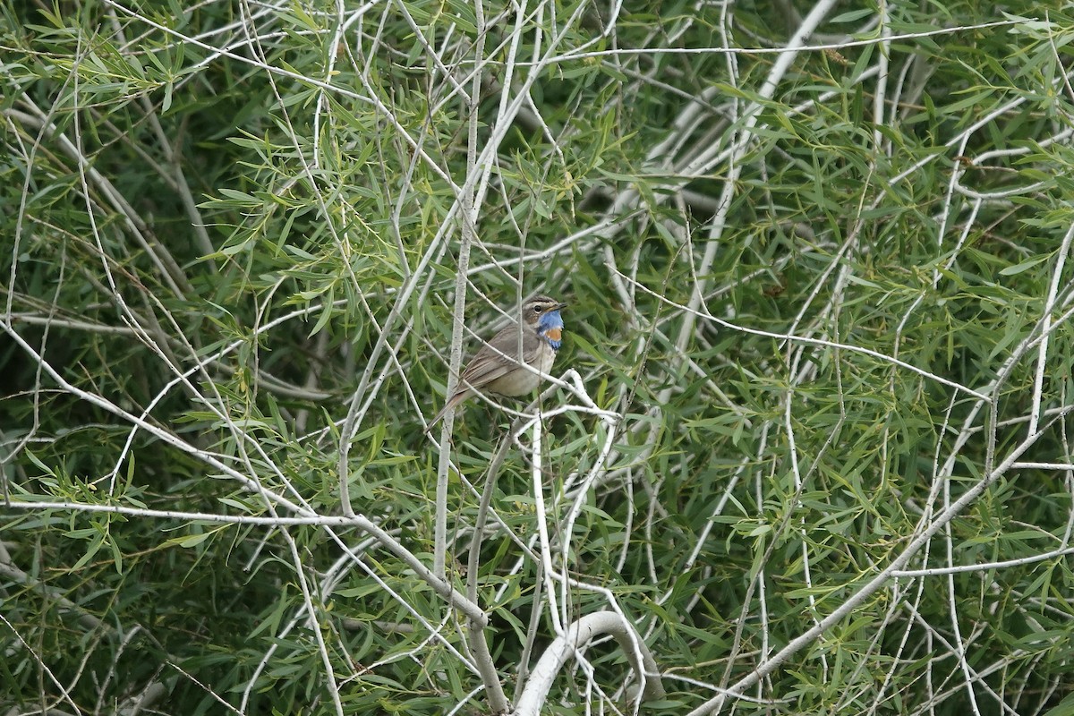 Bluethroat (Red-spotted) - ML620441453