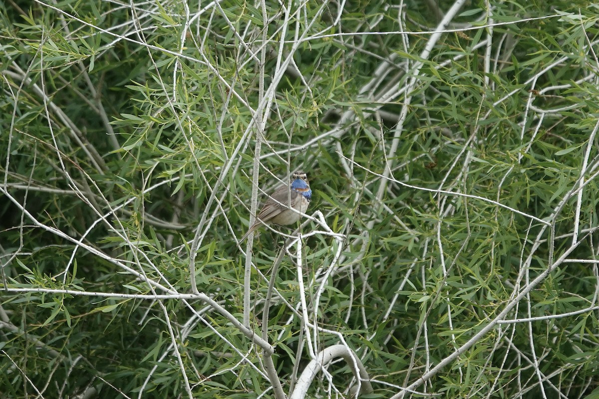 Bluethroat (Red-spotted) - ML620441454