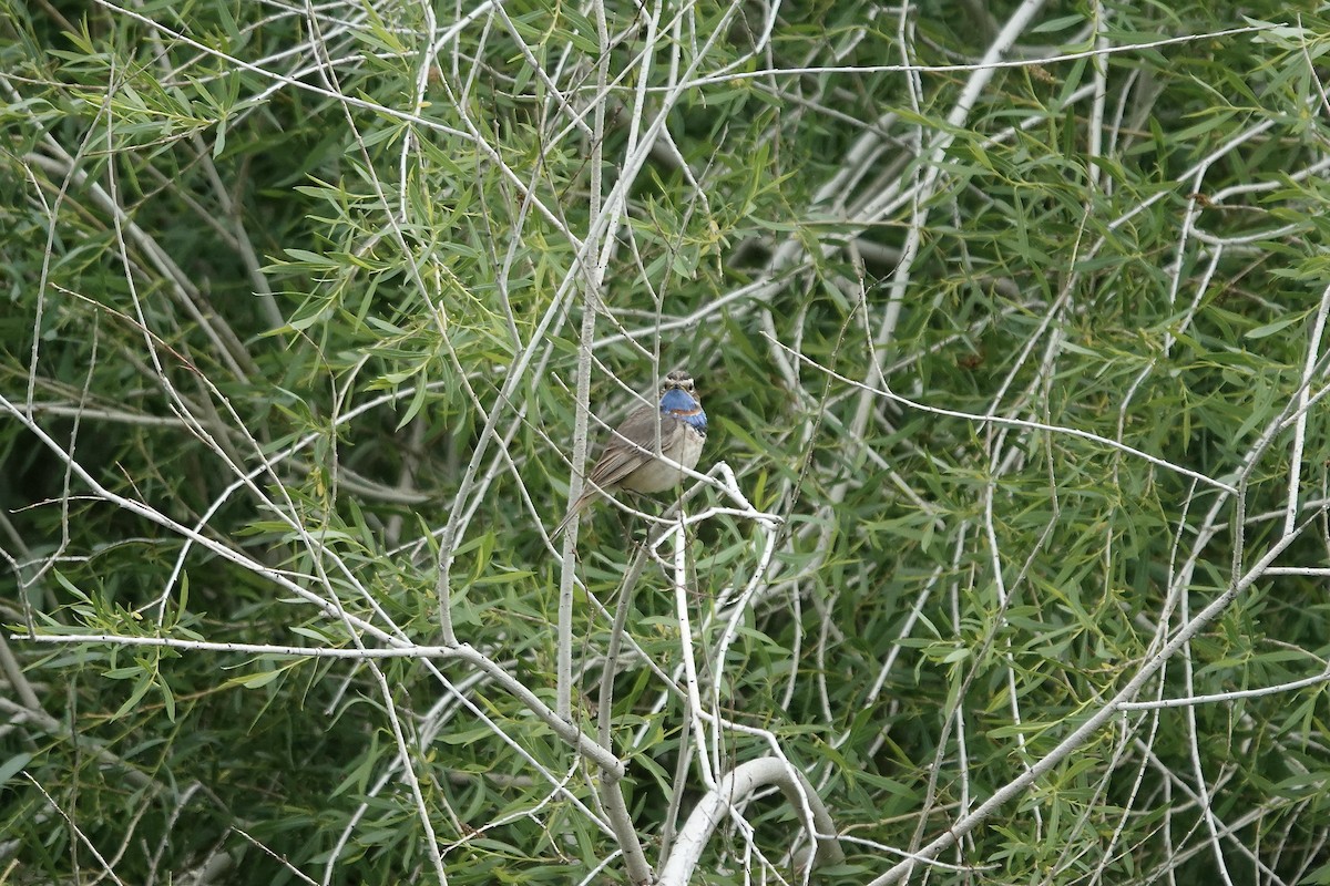 Bluethroat (Red-spotted) - ML620441455