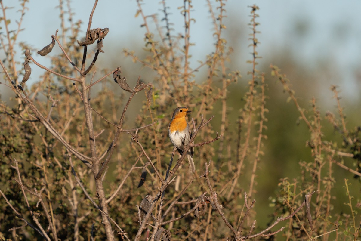 European Robin - ML620441456