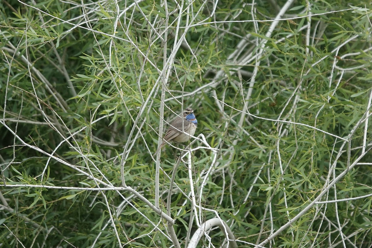 Bluethroat (Red-spotted) - ML620441457