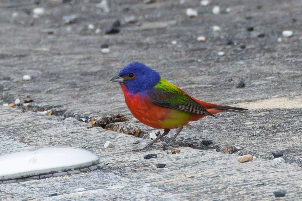 Painted Bunting - ML620441458