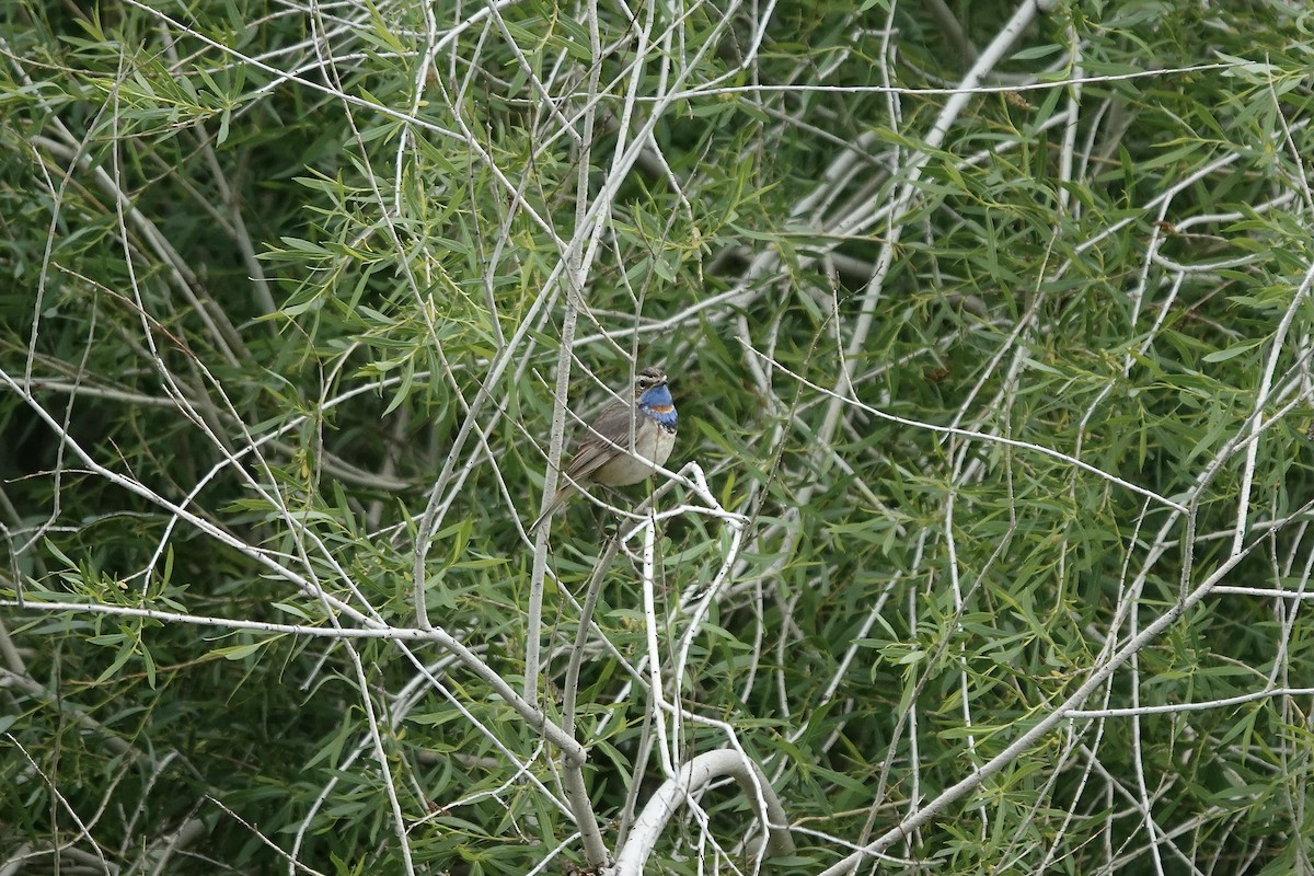 Bluethroat (Red-spotted) - ML620441459