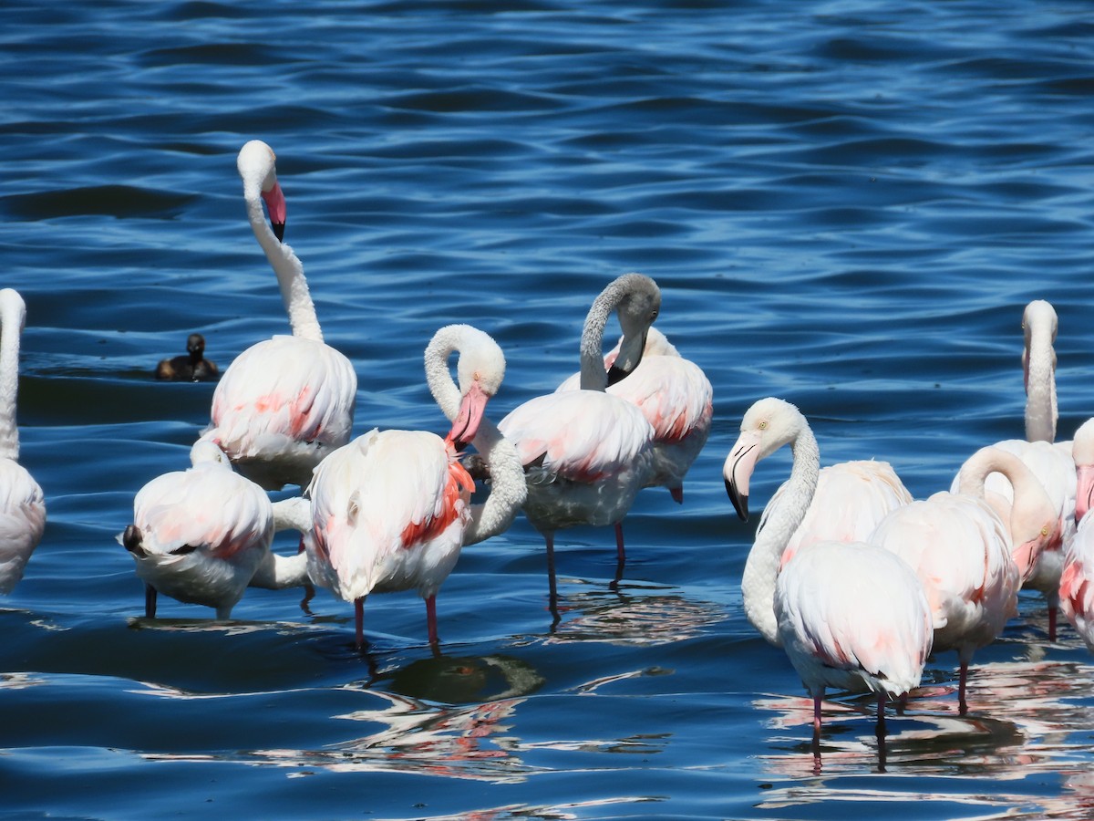 Flamant rose - ML620441460