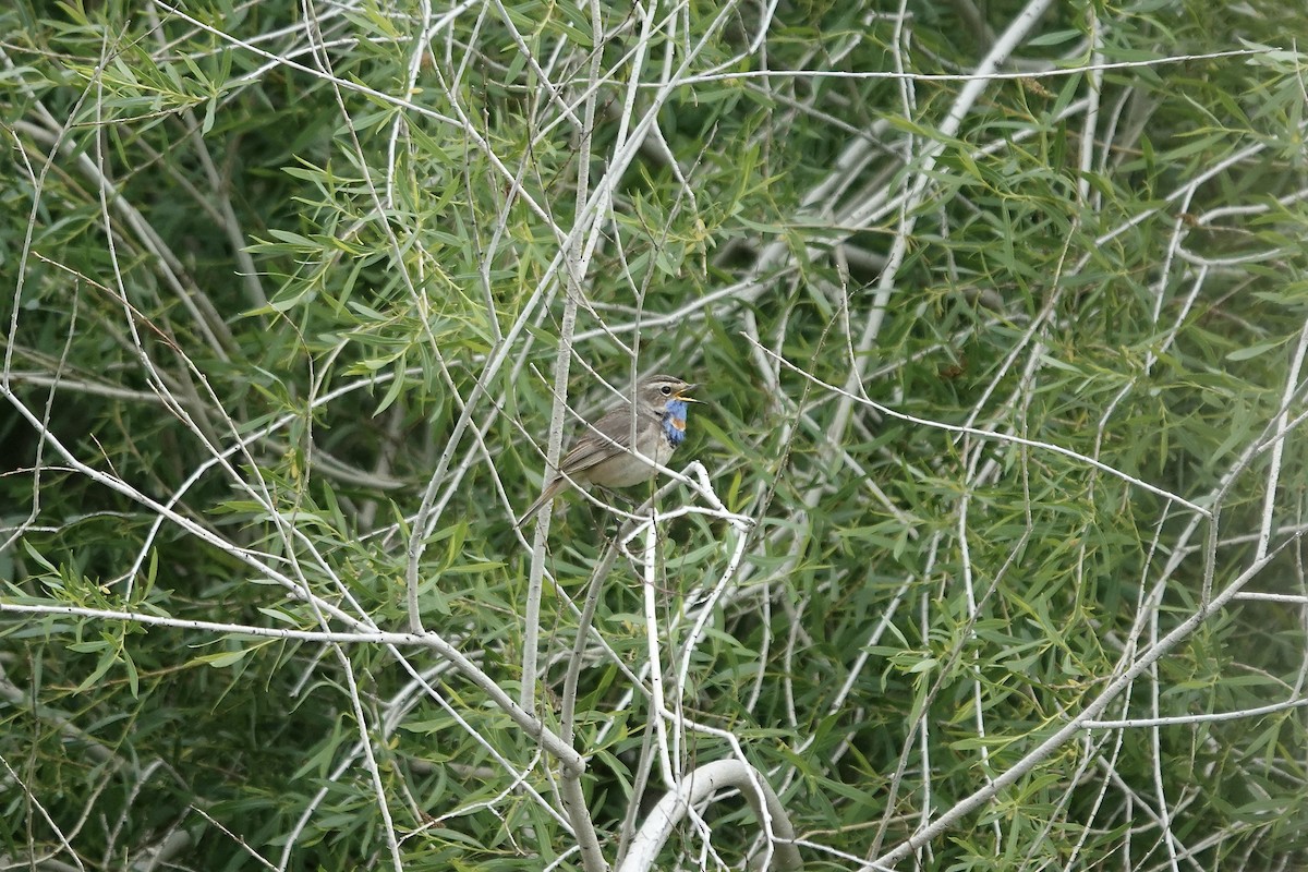 Bluethroat (Red-spotted) - ML620441461
