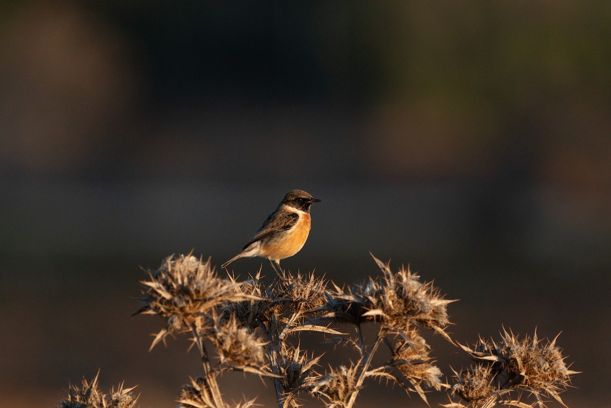 European Stonechat - ML620441463