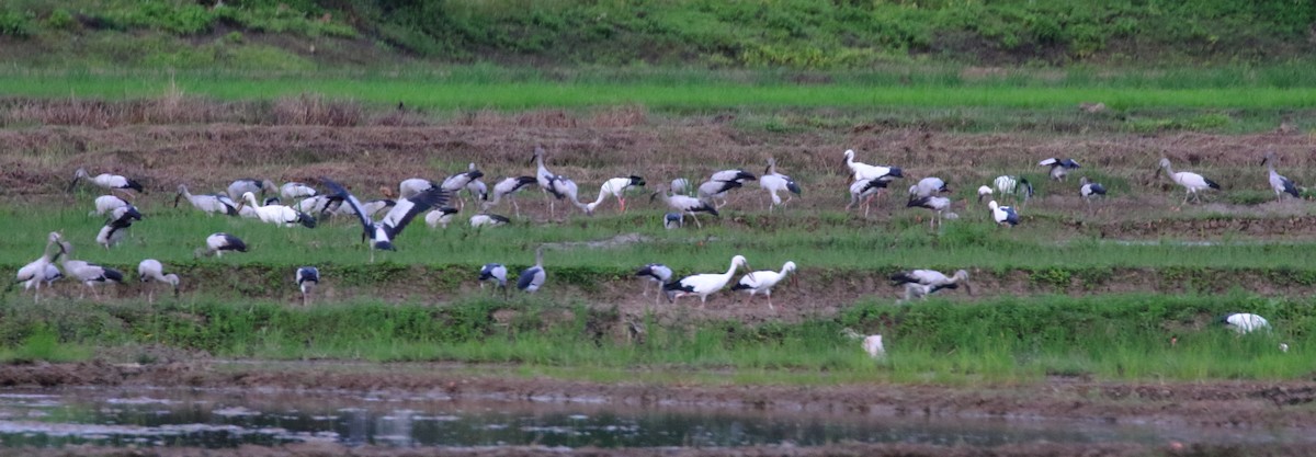 Asian Openbill - ML620441465