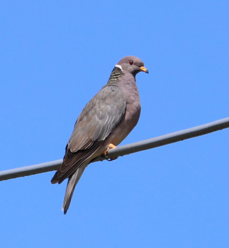 Band-tailed Pigeon - ML620441469