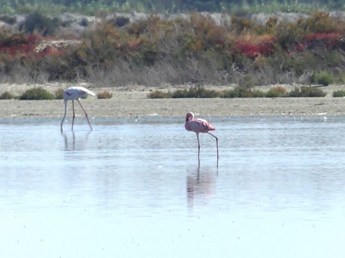 Lesser Flamingo - ML620441470