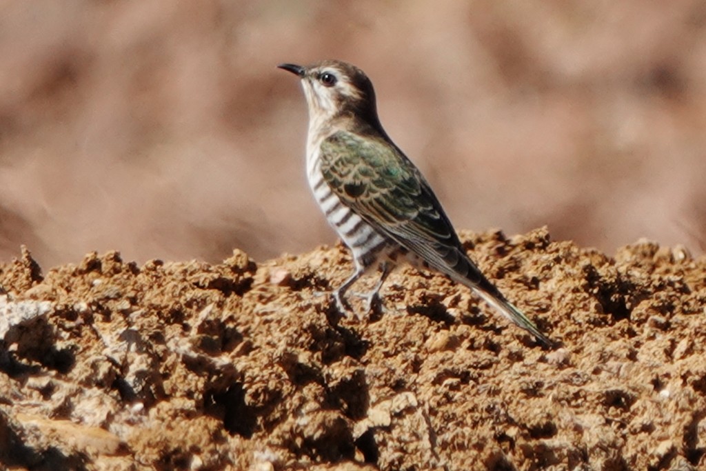 Horsfield's Bronze-Cuckoo - ML620441472