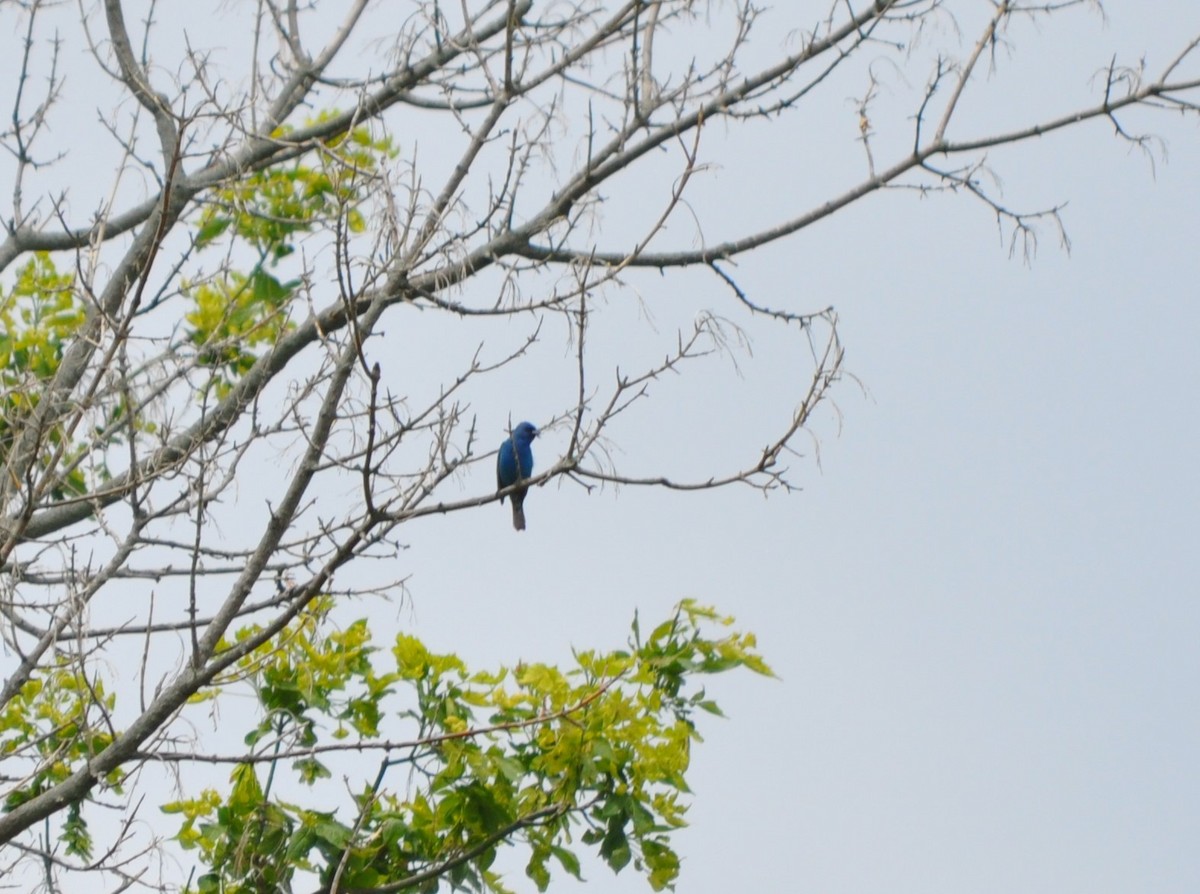 Indigo Bunting - ML620441474