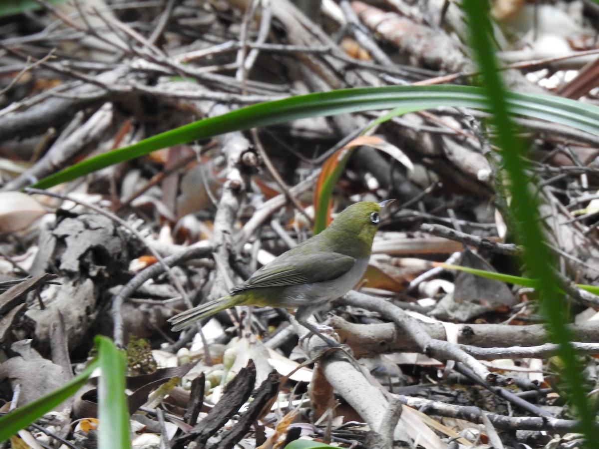 Zostérops à dos gris - ML620441478