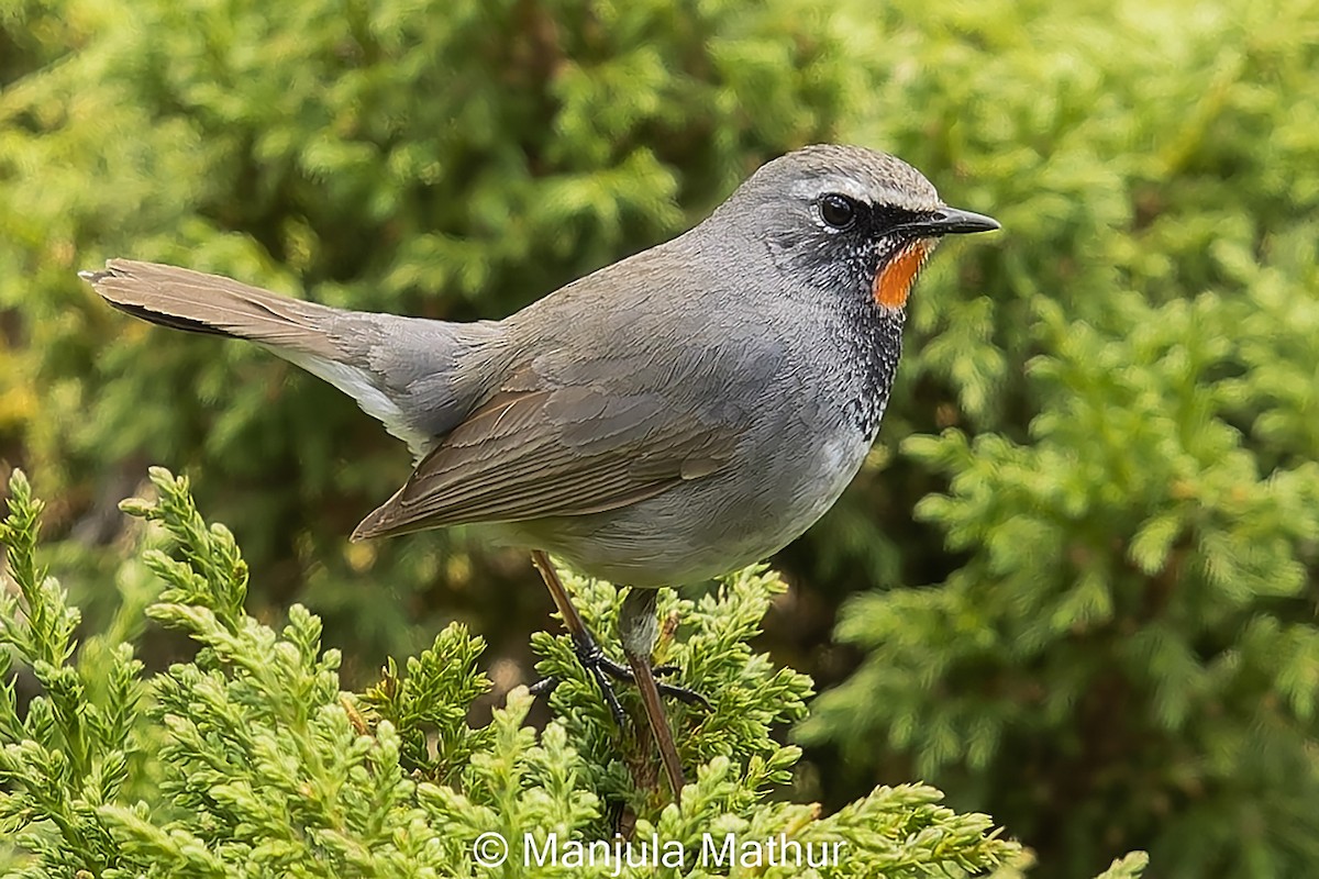 Himalayan Rubythroat - ML620441480