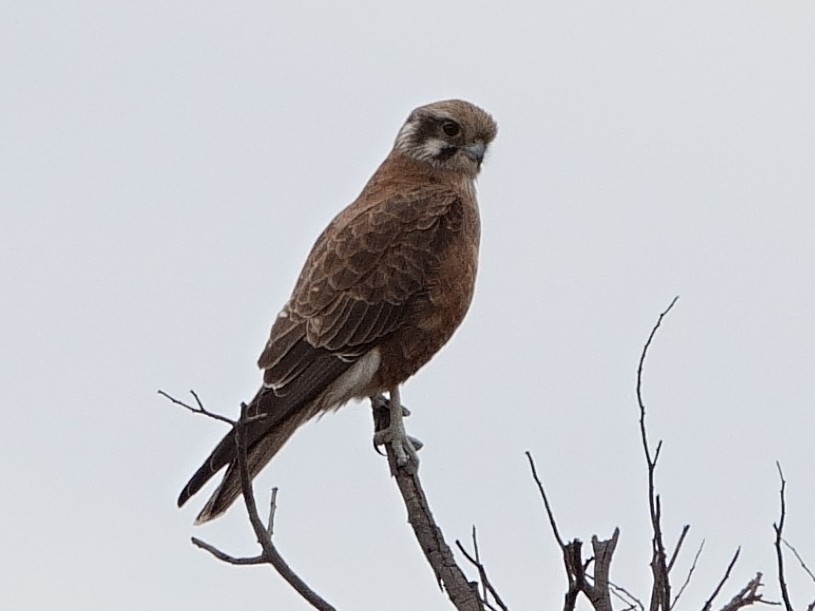 Brown Falcon - ML620441481