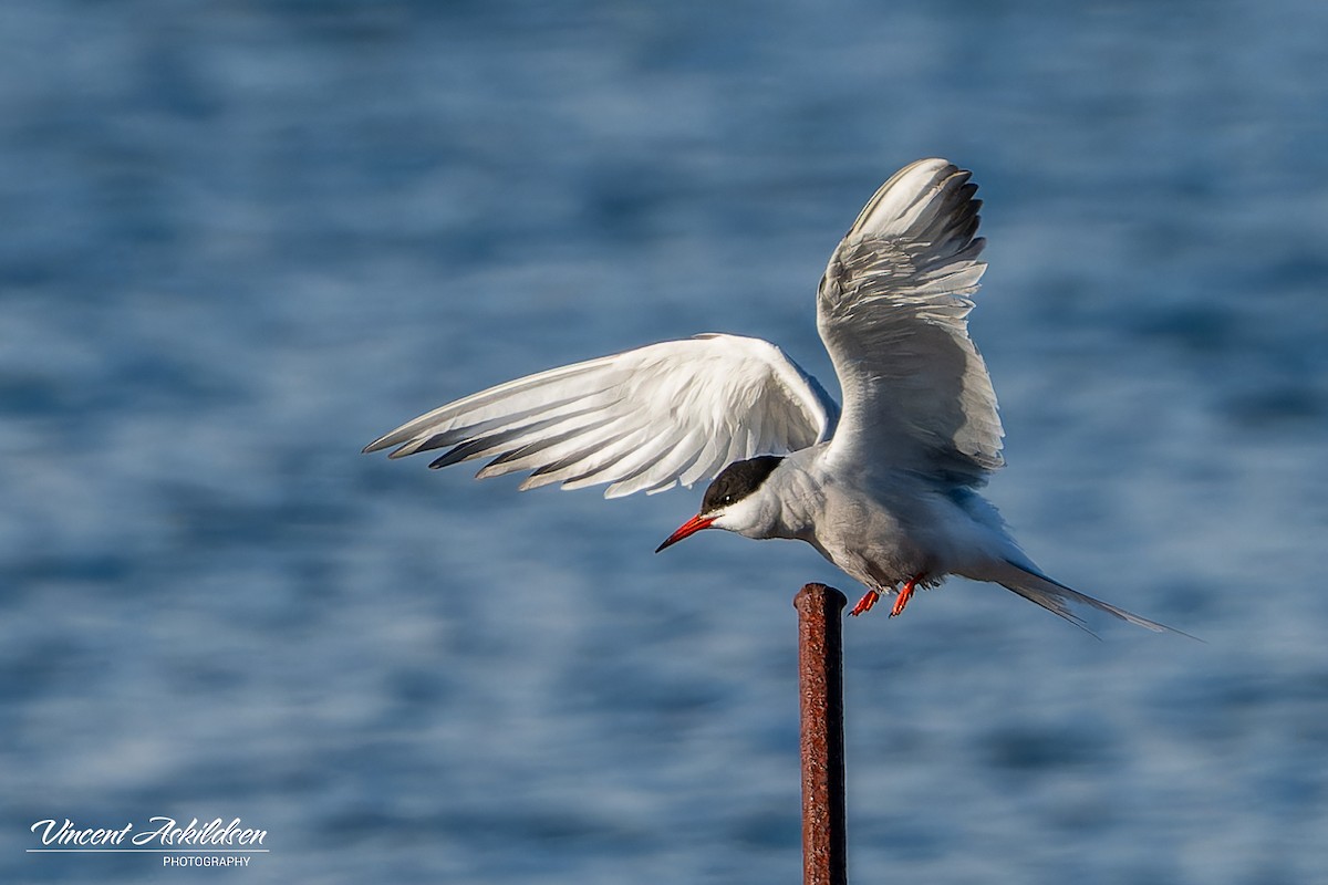 Common Tern - ML620441482