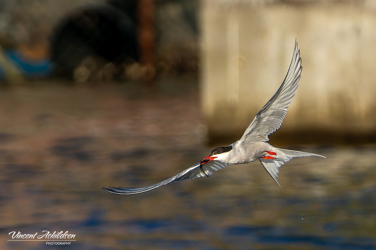 Common Tern - ML620441483