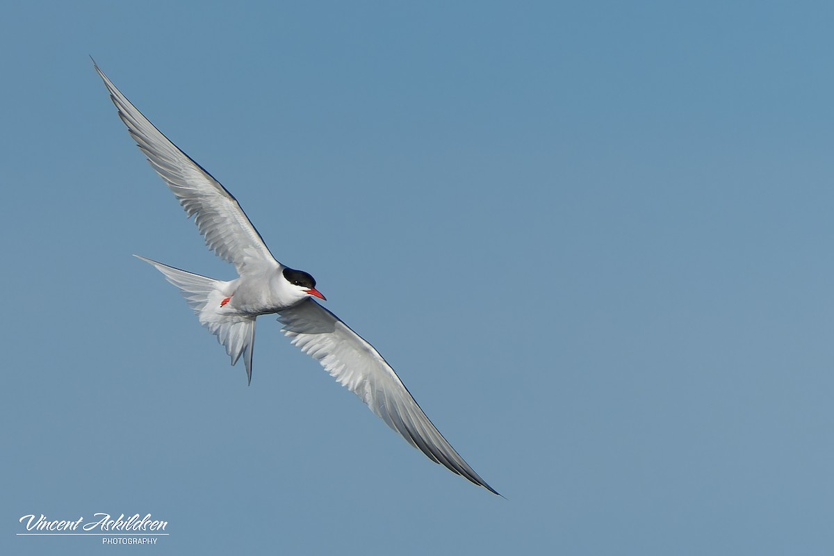 Common Tern - ML620441484