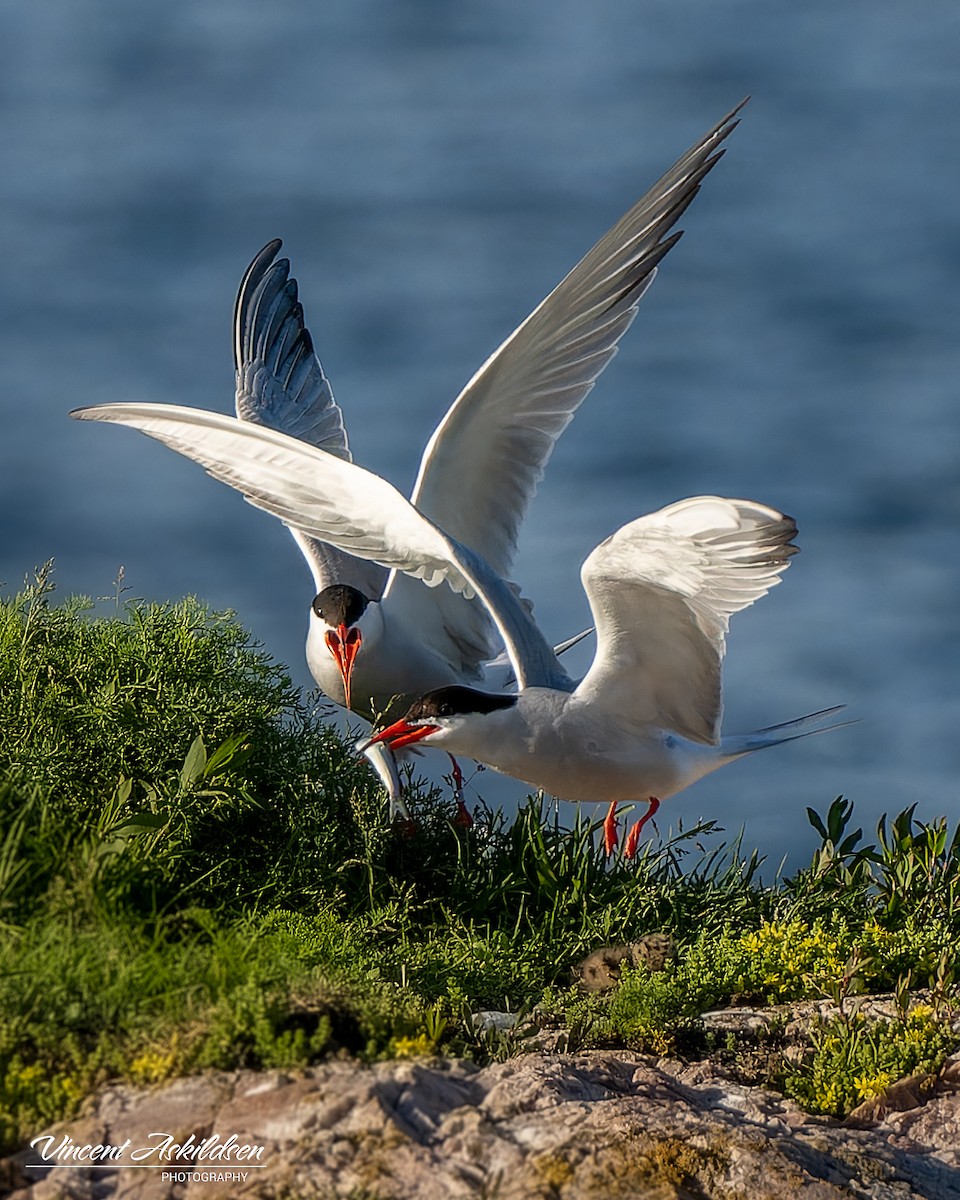 Common Tern - ML620441485