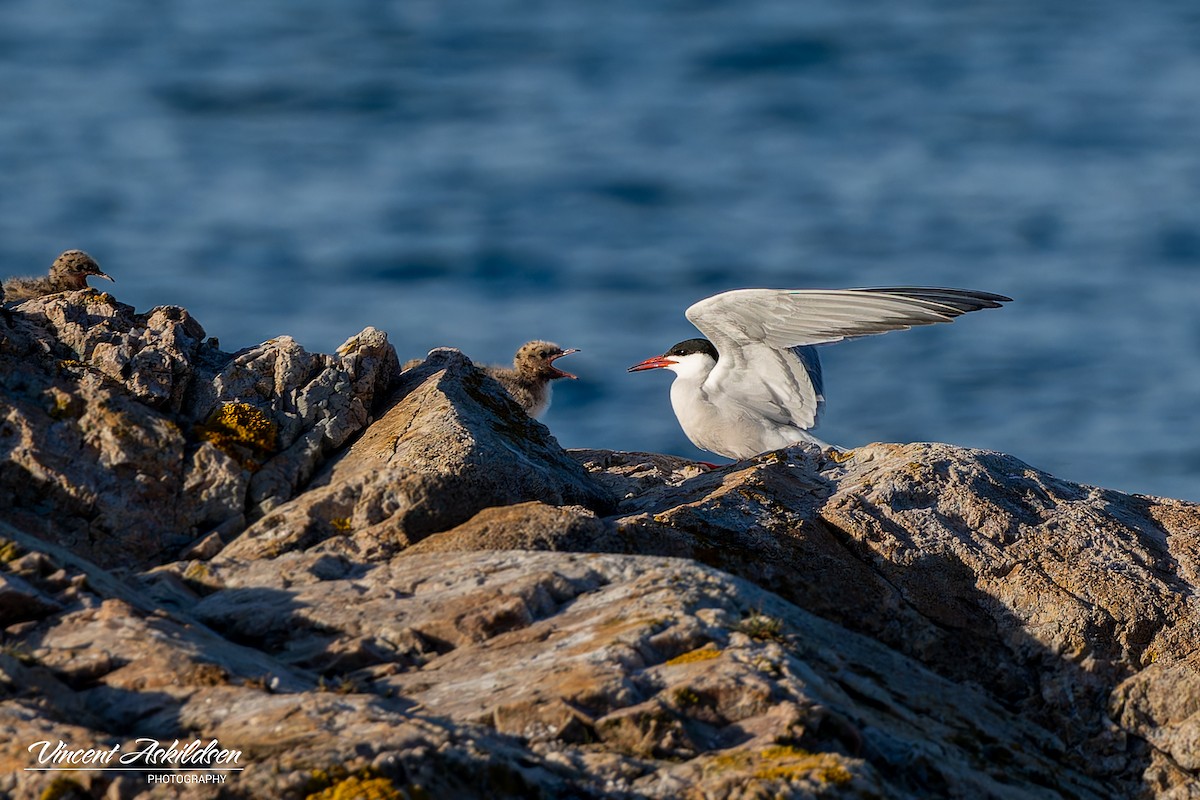 Common Tern - Vincent Askildsen